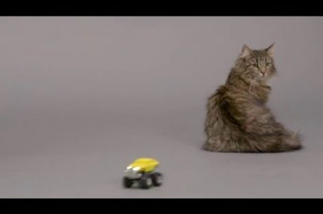 Finally, An Invention That Can Tell You What Your Cat Is Really Saying