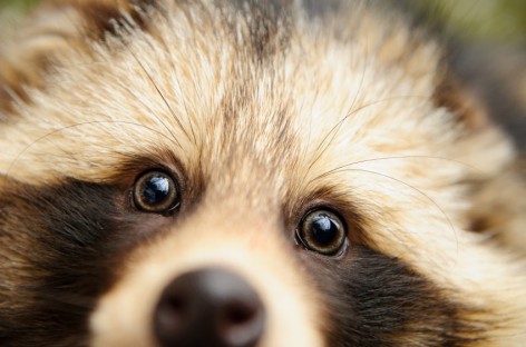 Google Can Now Teach You What a Raccoon Sounds Like