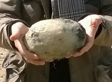 Couple Set to Make up to $100,000 on a Lump of Whale Vomit They Found on a UK Beach