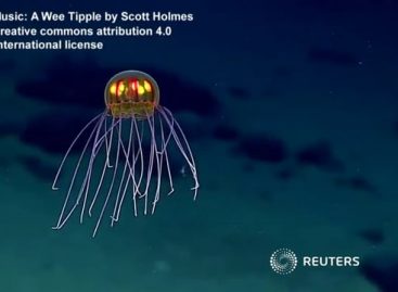 Colourful Jellyfish Wow Ocean Researchers