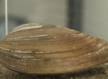 Mussels Used to Detect Water Contamination