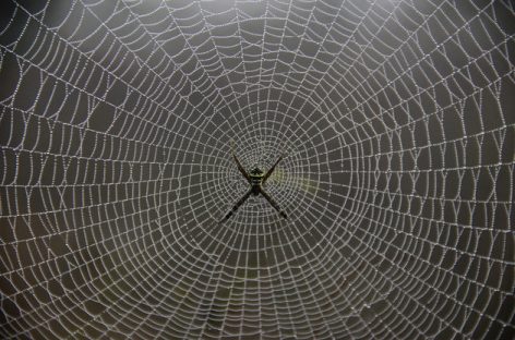 Soldiers Could Soon Be Wearing Armour Made From Genetically Engineered Spider Silk