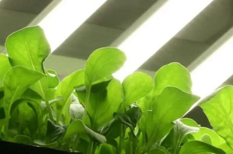 Vertical Farming: Eliminating Growing Seasons and Supporting Locals