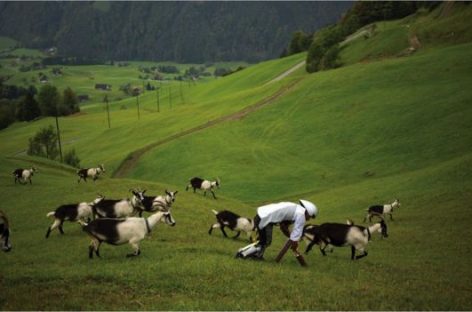 Ig Nobel Win for Alpine ‘Goat Man’