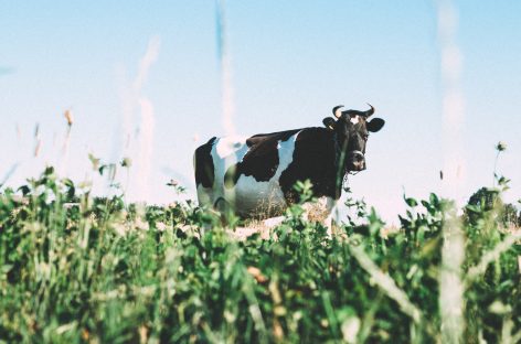 Startup Uses Science To Make Cow’s Milk Without The Cows
