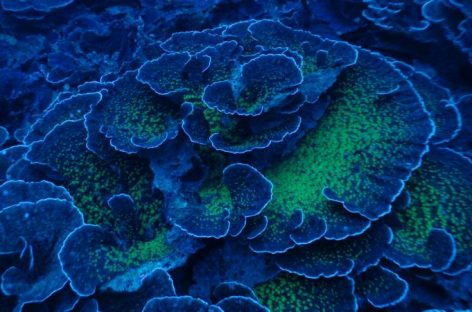 Exotic ‘Twilight Zone’ Reef Is Brimming With Unique Forms of Life