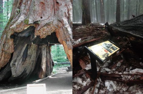 After More Than 100 Years, California’s Iconic Tunnel Tree Is No More