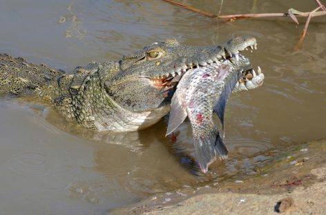 Large And Deadly Nile Crocodiles, Now in Florida