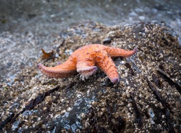 A Starfish Cold Case Reopens, Climate Change Remains Suspect