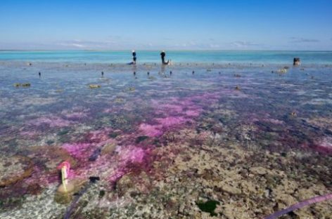 Coral Reef Experiment Shows: Acidification from Carbon Dioxide Slows Growth
